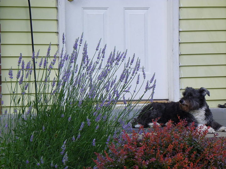 any luck transplanting overgrown lavender, gardening