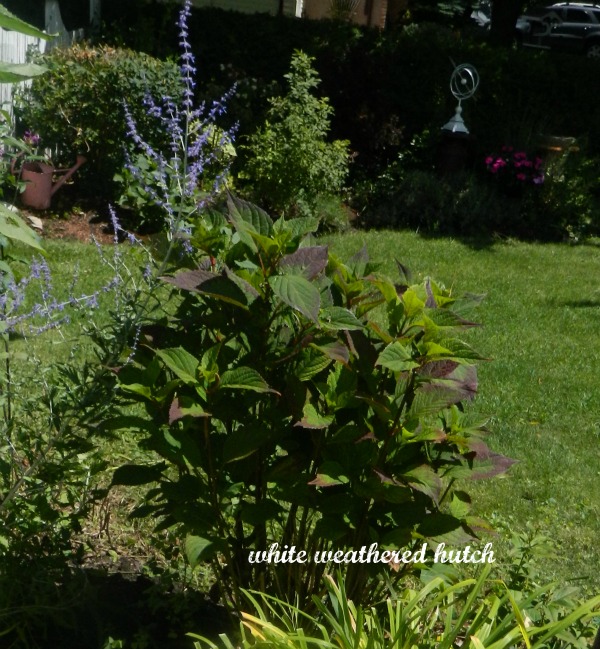 hydrangea that won t flower, hydrangea green with red tips