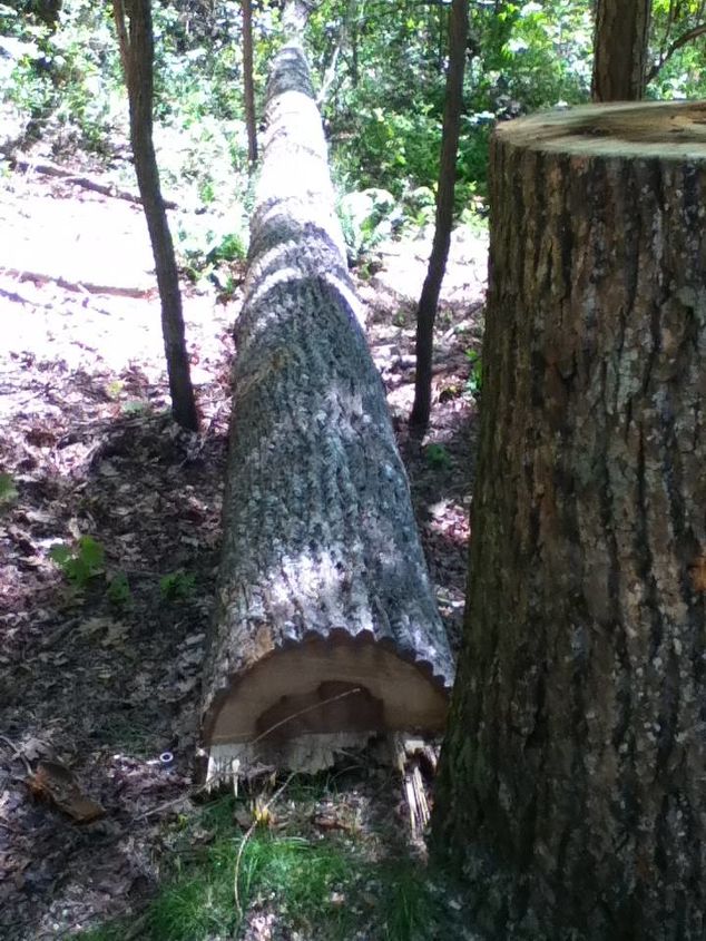 dead tree gets new life, gardening