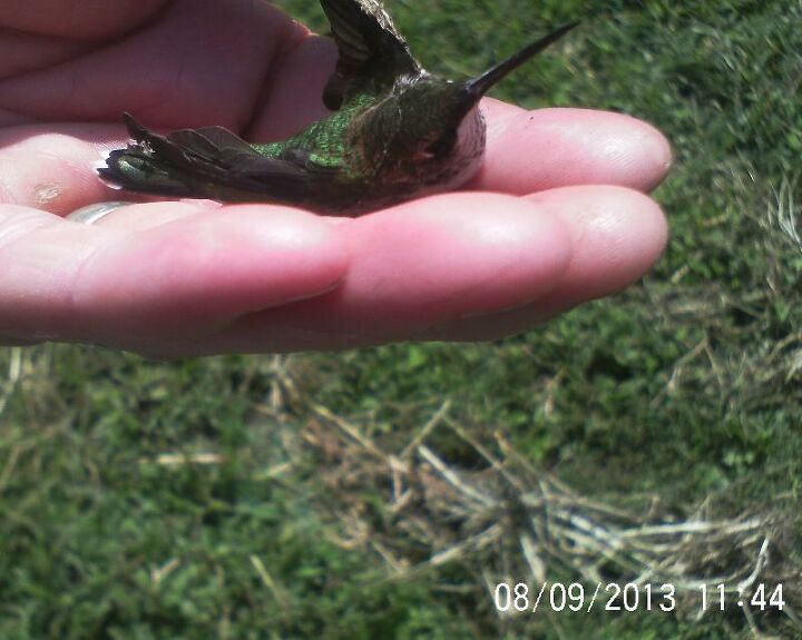 hummingbird caught in spider web, pets animals, Cleaned his wings and off he flew