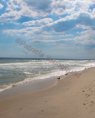 learning about birds at a home away from home, pets animals, ROBERT MOSES BEACH NY Image Info