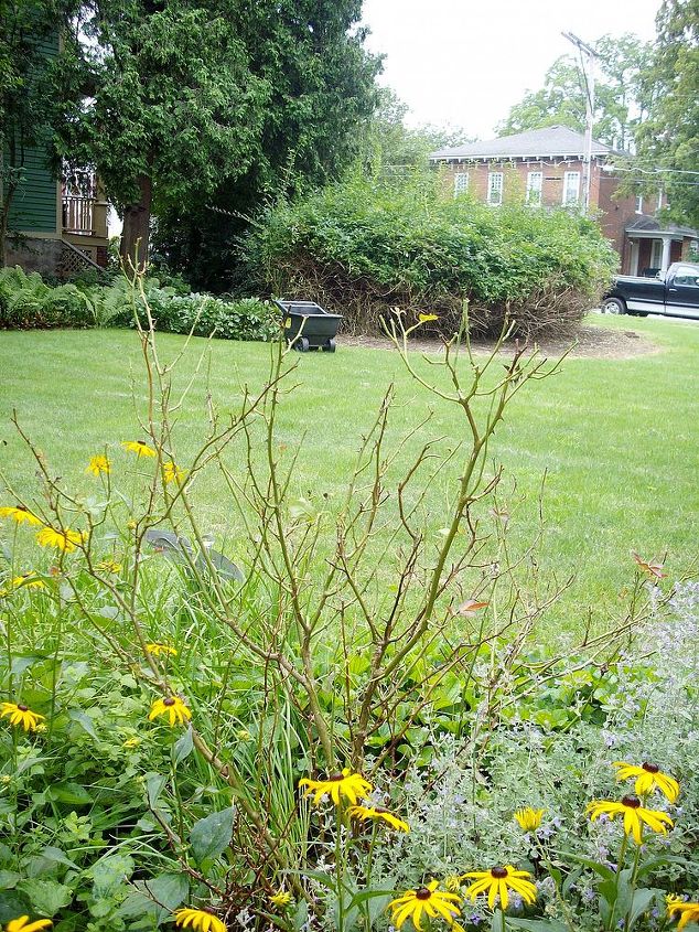 my rose bush looks bad, That s my rose bush with no leaves