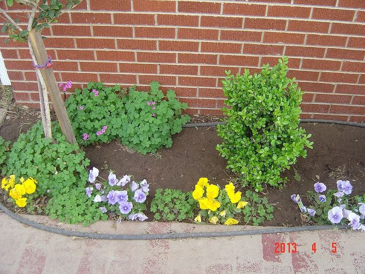 oxalis pansies blooming in the spring in west texas, flowers, gardening, outdoor living, lavndar and yellow pansey border goes all the way across from of home
