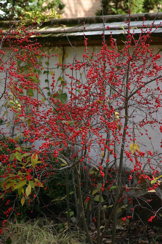 celebrate the winter garden with these plants a mix of both evergreen and deciduous, gardening, seasonal holiday decor, Deciduous holly Ilex verticillata Winter Red holds its fruit for months Plant one male pollinator nearby for best fruit display