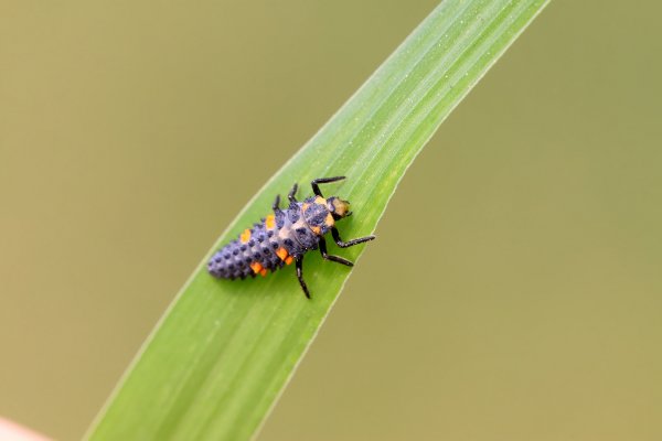out with the bad in with the good the top 5 bugs to defend your yard, pest control