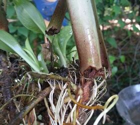 voles and moles, gardening, pest control, This is in my nursery and I found this a couple weeks ago You can save hostas if there is a small bit of the root stock or even part of a root left