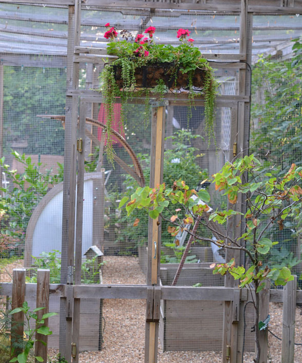 make a critter proof garden greenhouse, flowers, gardening, Rain and sunlight get in but squirrels stay out