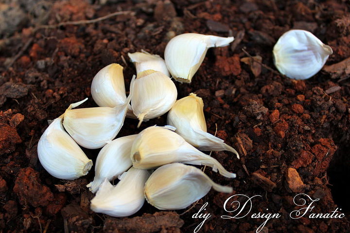 how to grow garlic, gardening, Use only large firm cloves when planting garlic