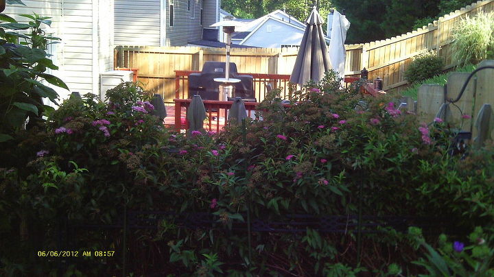 some pics of my back patio, gardening, patio