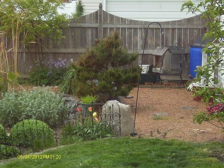my back yard garden, trying to get a close up of the cardinal but no luck