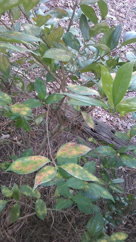 q are these bugs on my camelias or a disease, gardening