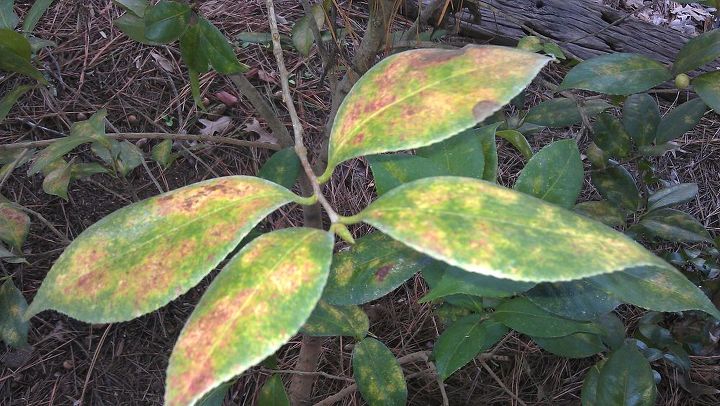 q are these bugs on my camelias or a disease, gardening