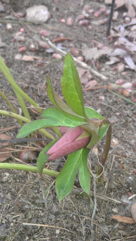 q is this black spot on my hellebores help, flowers, gardening, First bloom from last week