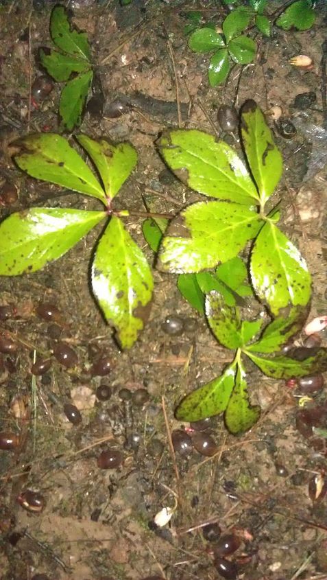 q is this black spot on my hellebores help, flowers, gardening, more black leaves