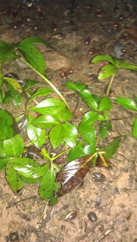 q is this black spot on my hellebores help, flowers, gardening, black leaves