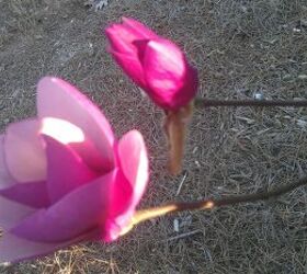 q what is the name of this flowering tree, flowers, gardening, flower close up 2