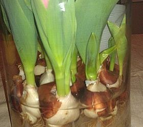 is this the coolest or what, flowers, gardening, just bulbs in water Now I wonder how long I can keep them after they fully bloom