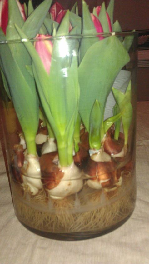 is this the coolest or what, flowers, gardening, just bulbs in water Now I wonder how long I can keep them after they fully bloom