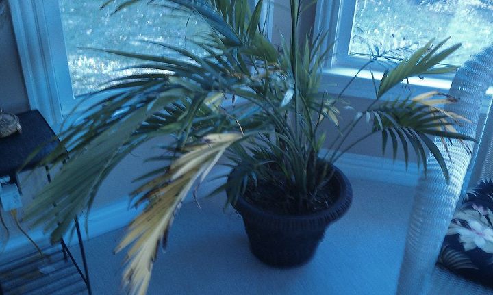 what causes tips of leaves to turn brown and how to fix the problem, Majestic Palm Leaves Tips brown