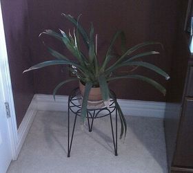 what causes tips of leaves to turn brown and how to fix the problem, Bromeliad Tips turning Brown