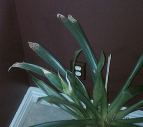 what causes tips of leaves to turn brown and how to fix the problem, Bromeliad No Flower Leaves Tips brown