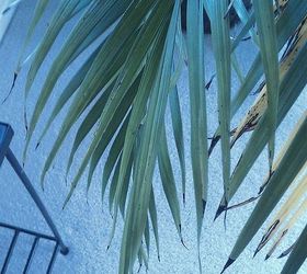 what causes tips of leaves to turn brown and how to fix the problem, Majestic Palm Leaves Tips brown