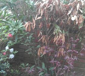 what is the name of this shrub and why is it dying, flowers, gardening, outdoor living, Over half of it is dead