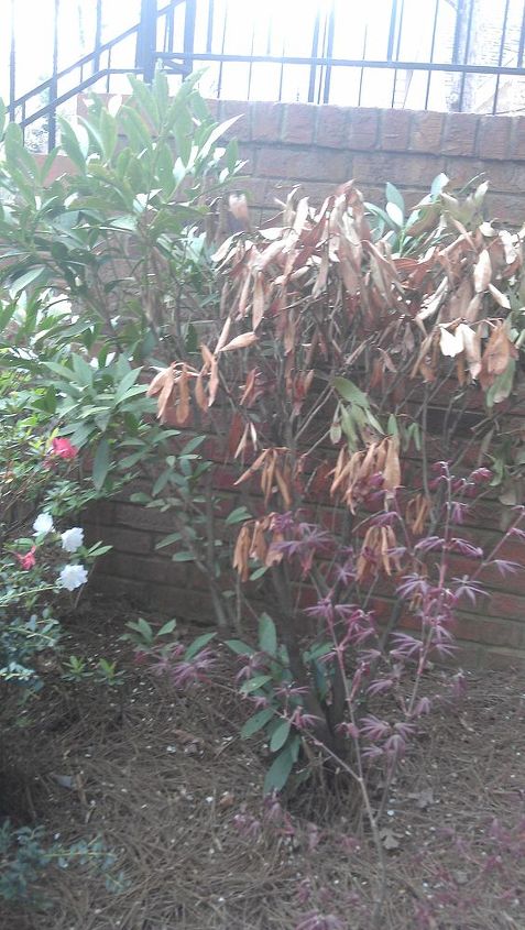 what is the name of this shrub and why is it dying, flowers, gardening, outdoor living, Over half of it is dead