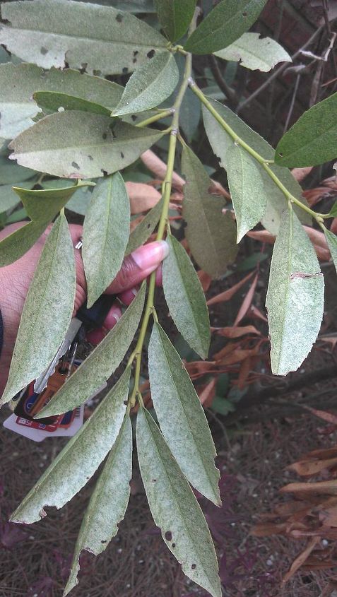 what is the name of this shrub and why is it dying, flowers, gardening, outdoor living, Another close up
