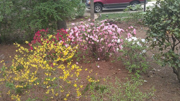 spring has sprung at my house, flowers, gardening, landscape, outdoor living, Forsythia and azaleas with another camelia to the right