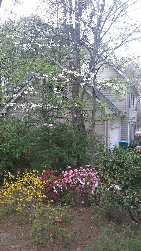 spring has sprung at my house, flowers, gardening, landscape, outdoor living, My only dogwood