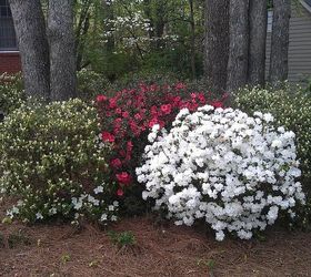 spring has sprung at my house, flowers, gardening, landscape, outdoor living, My first year in the house I didn t know what an azalea was and when they all bloomed at the same time it was pretty spectacular