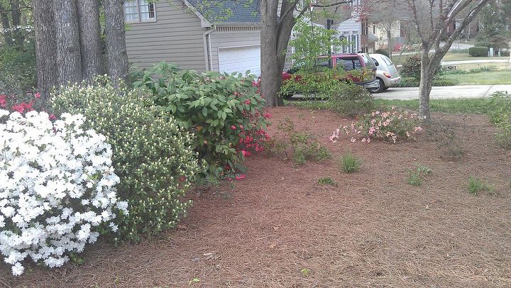 spring has sprung at my house, flowers, gardening, landscape, outdoor living, Another azalea about to explode