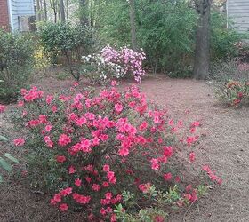 spring has sprung at my house, flowers, gardening, landscape, outdoor living, More azaleas behind the oak trees and camelia