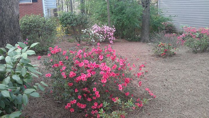 spring has sprung at my house, flowers, gardening, landscape, outdoor living, More azaleas behind the oak trees and camelia