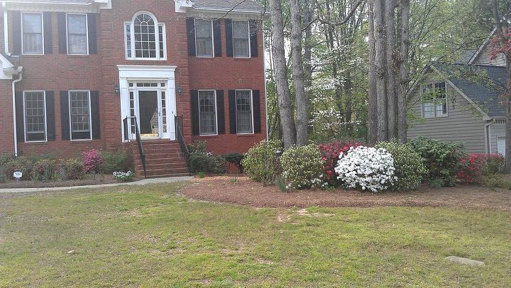 spring has sprung at my house, flowers, gardening, landscape, outdoor living, Pretty azaleas make up for my sickly bermuda lawn lol