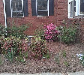 spring has sprung at my house, flowers, gardening, landscape, outdoor living, fire power nandina iris azalea of course rhododendron and some leftover crocus and daffodil greens Gerbera daisy and red hot pocker are starting to sprout too I ll have a few gladiolus pop up before summer is over too