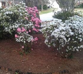 spring has sprung at my house, flowers, gardening, landscape, outdoor living, Azaleas galore