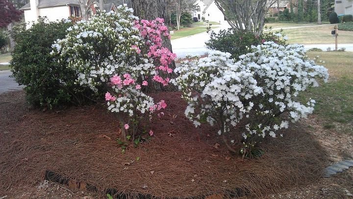 spring has sprung at my house, flowers, gardening, landscape, outdoor living, Azaleas galore