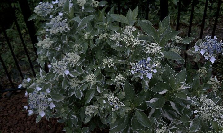 hortnsias de topo plano tentei procurar o tipo de hortnsias hortnsias de folhas