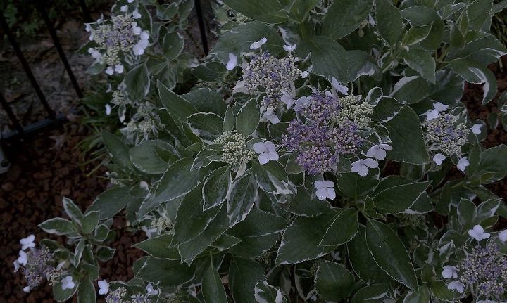 hortnsias de topo plano tentei procurar o tipo de hortnsias hortnsias de folhas