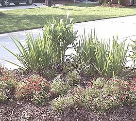 callillies if you cut the flower off deadhead it when it starts dying will it