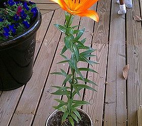 yay my beautiful lily bloomed today, gardening