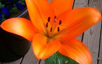 Yay! My beautiful lily bloomed today!