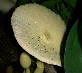 q i ve never seen a yellow mushroom before is it detrimental to my plant or o k to, gardening