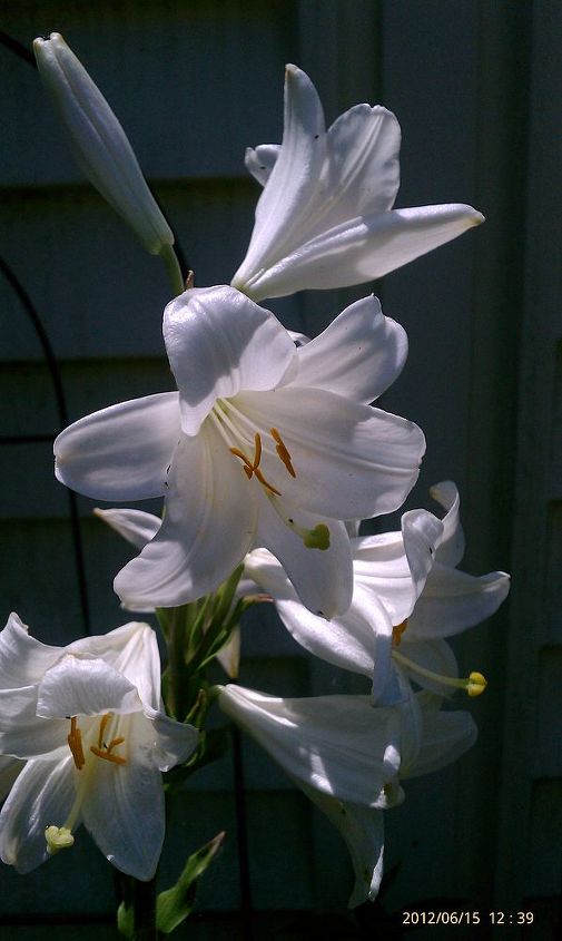 lilies, gardening, Lilies