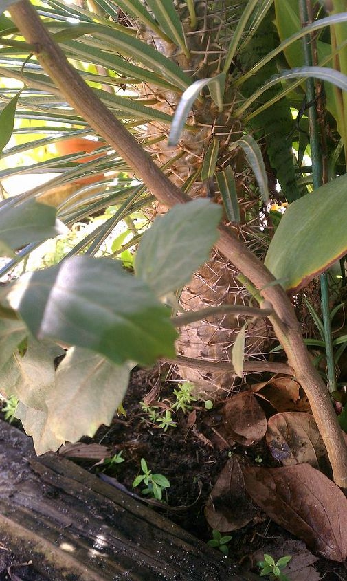 q can anyone help me identify the plant tree in these three pictures it appeared in, gardening, the trunk