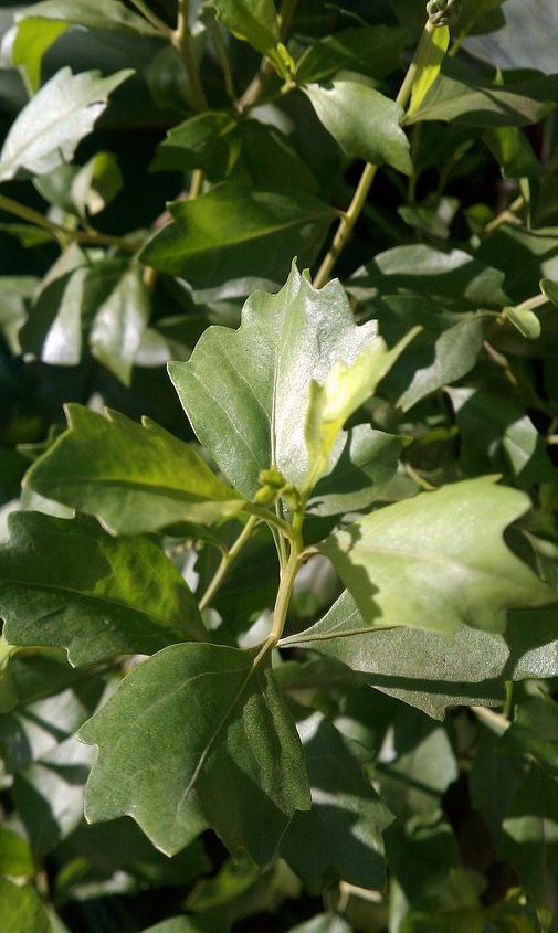 q can anyone help me identify the plant tree in these three pictures it appeared in, gardening, close up of the leaves