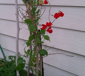knowing the name, flowers, gardening, sweet pea red
