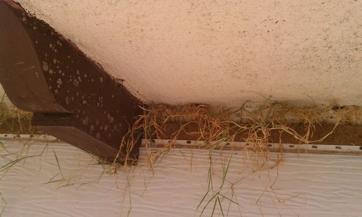 once again i need help, gardening, this is underneath my window